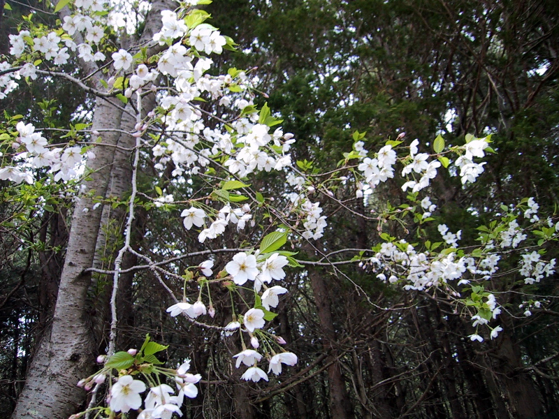 sakura1.jpg